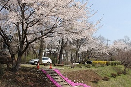 那須高原で二度目のお花見はいかがですか？